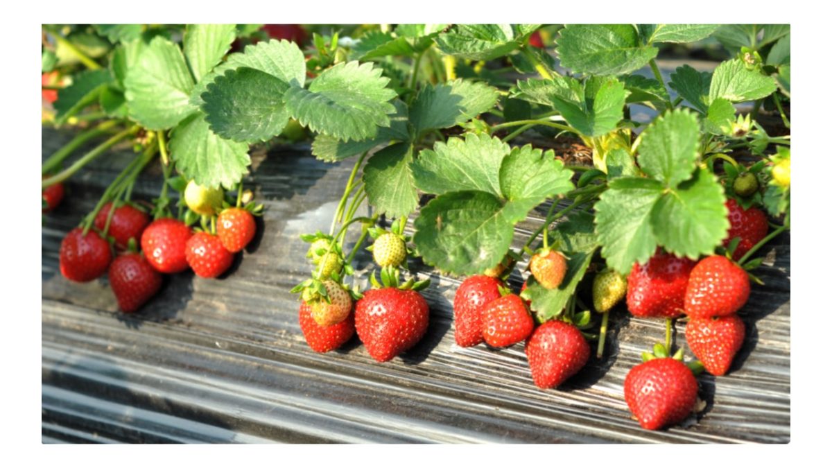 ostara eper - Featured