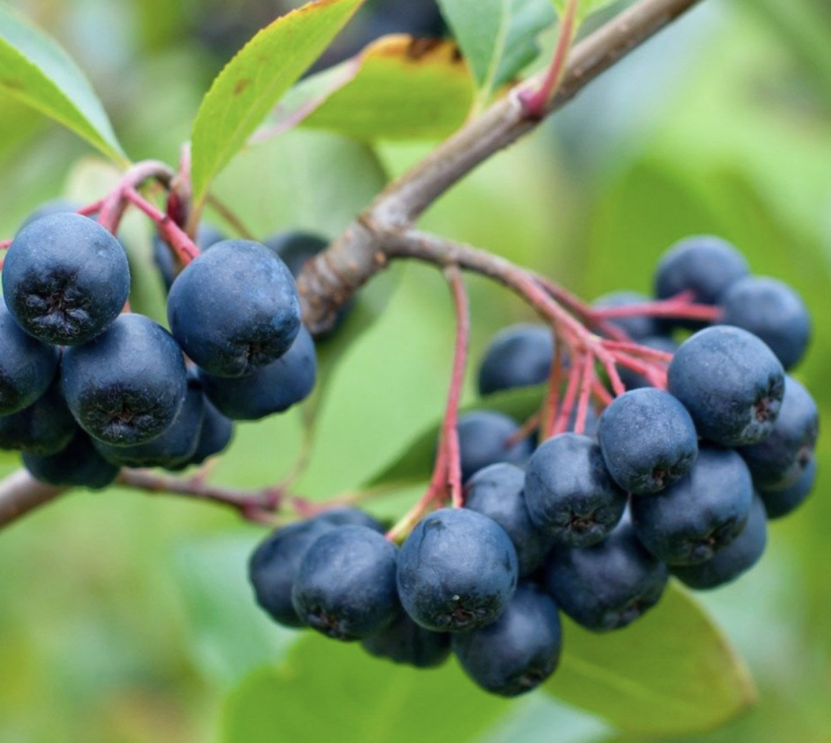 Fekete berkenye: A titokzatos és egészséges növény, amit mindenkinek ismernie kell