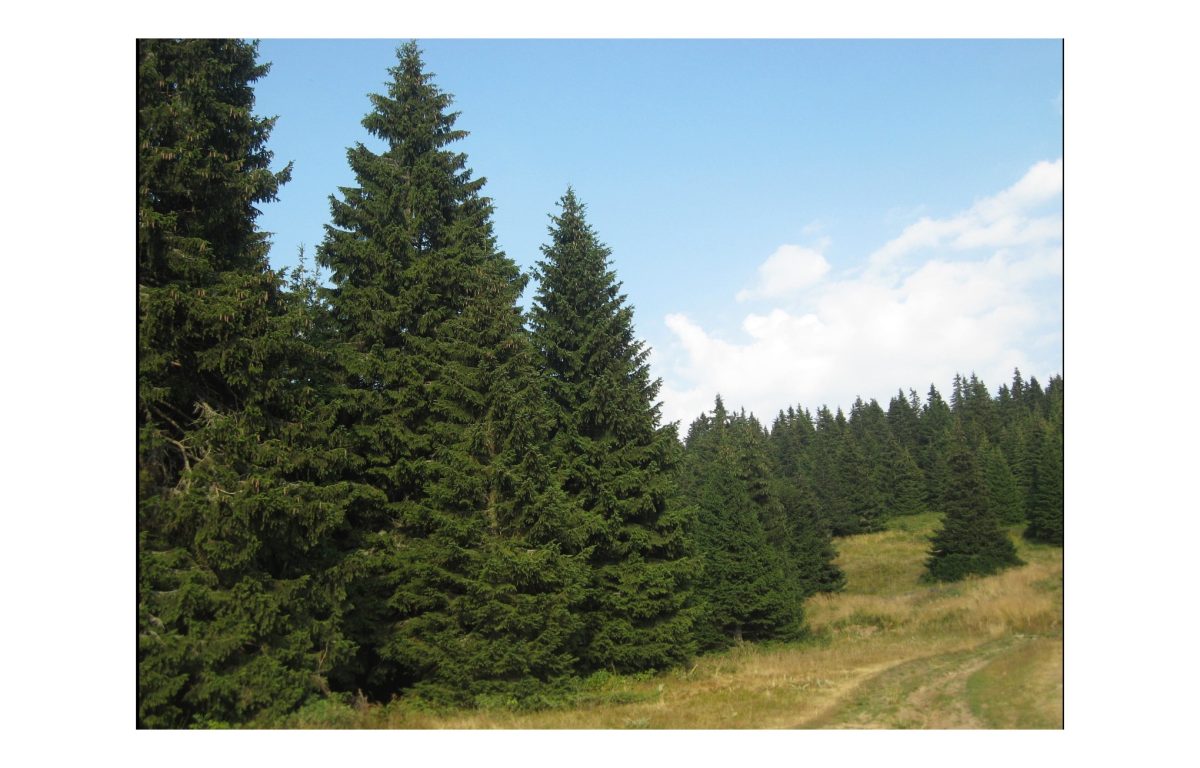 fenyő fajták képekkel - Featured