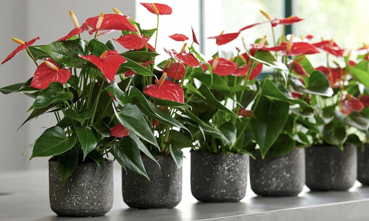 Flamingó virág gondozása: Tippek és trükkök a lenyűgöző növény hosszú távú szépségéért