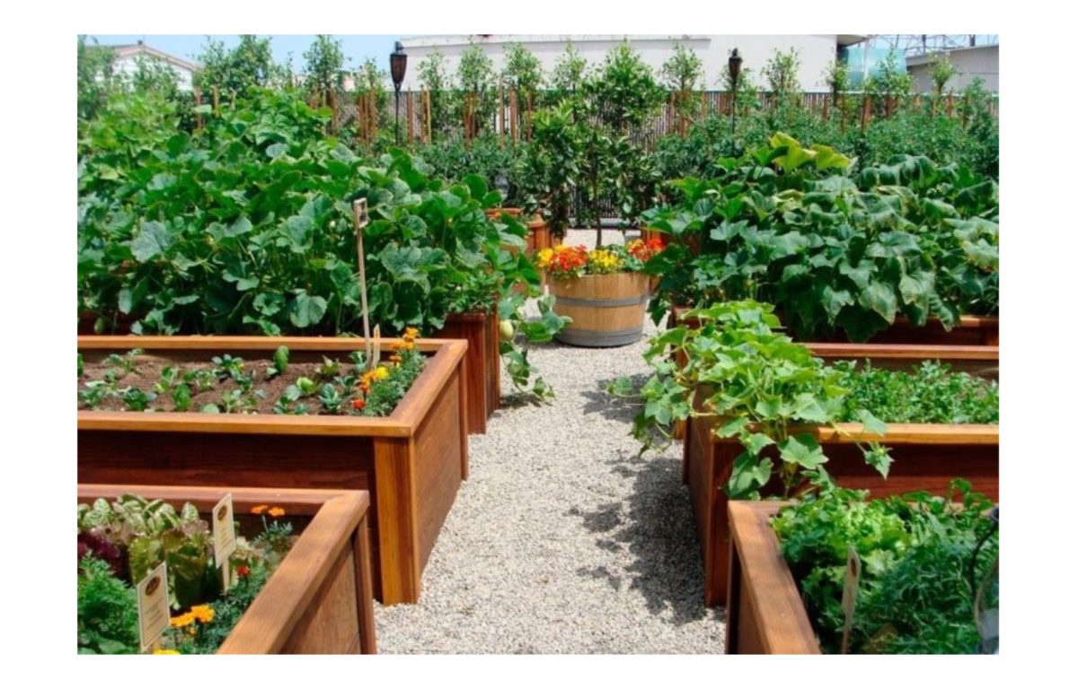 fűszerkert - Featured