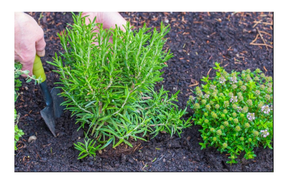 fűszernövények - Featured