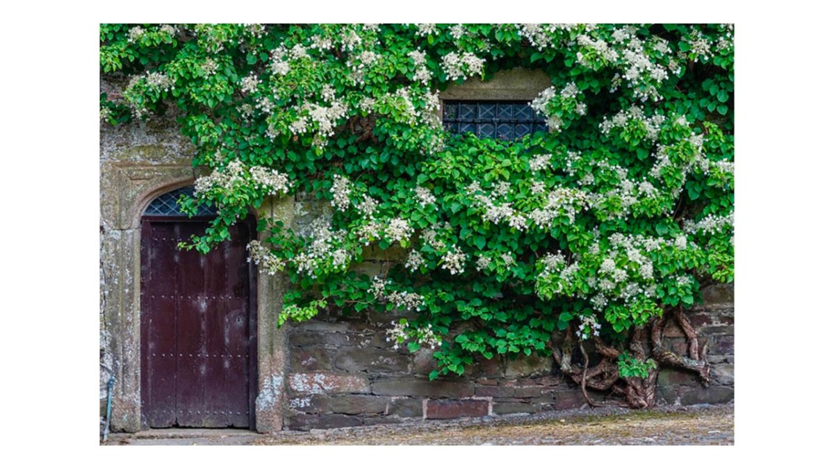 futó hortenzia - Featured