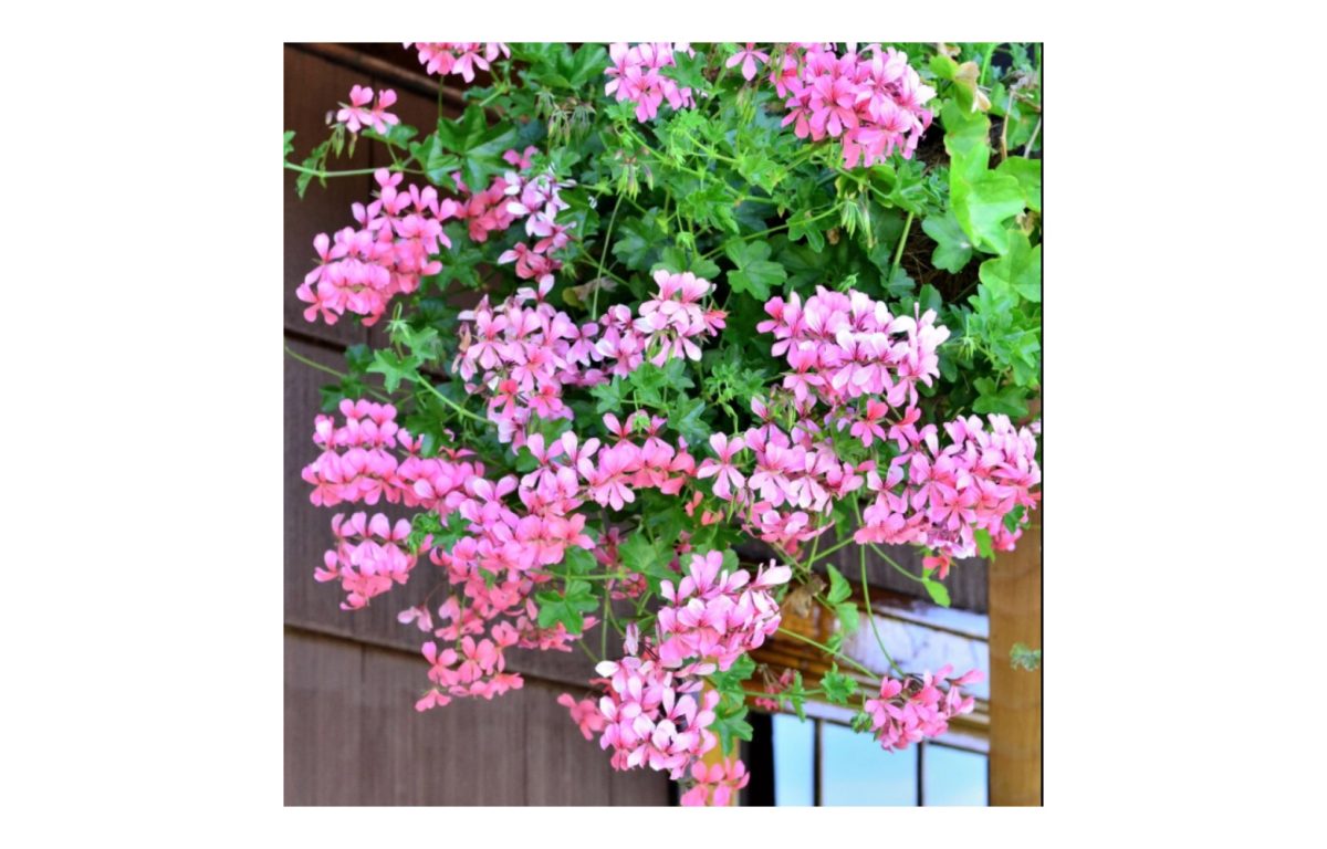 futó muskátli - Featured