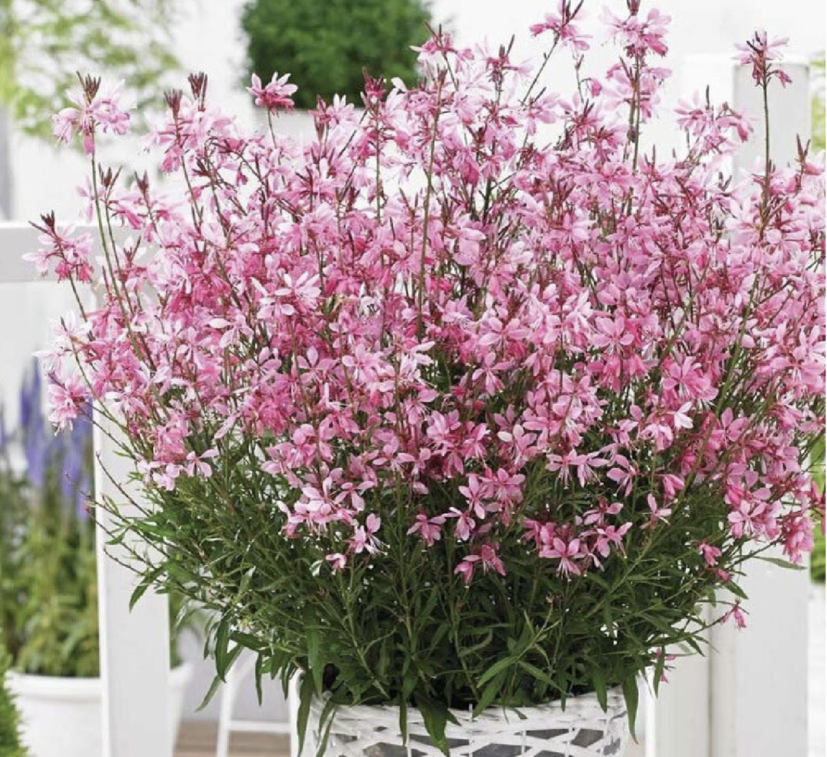 Gaura: Az Évszázados Szépség a Kertben