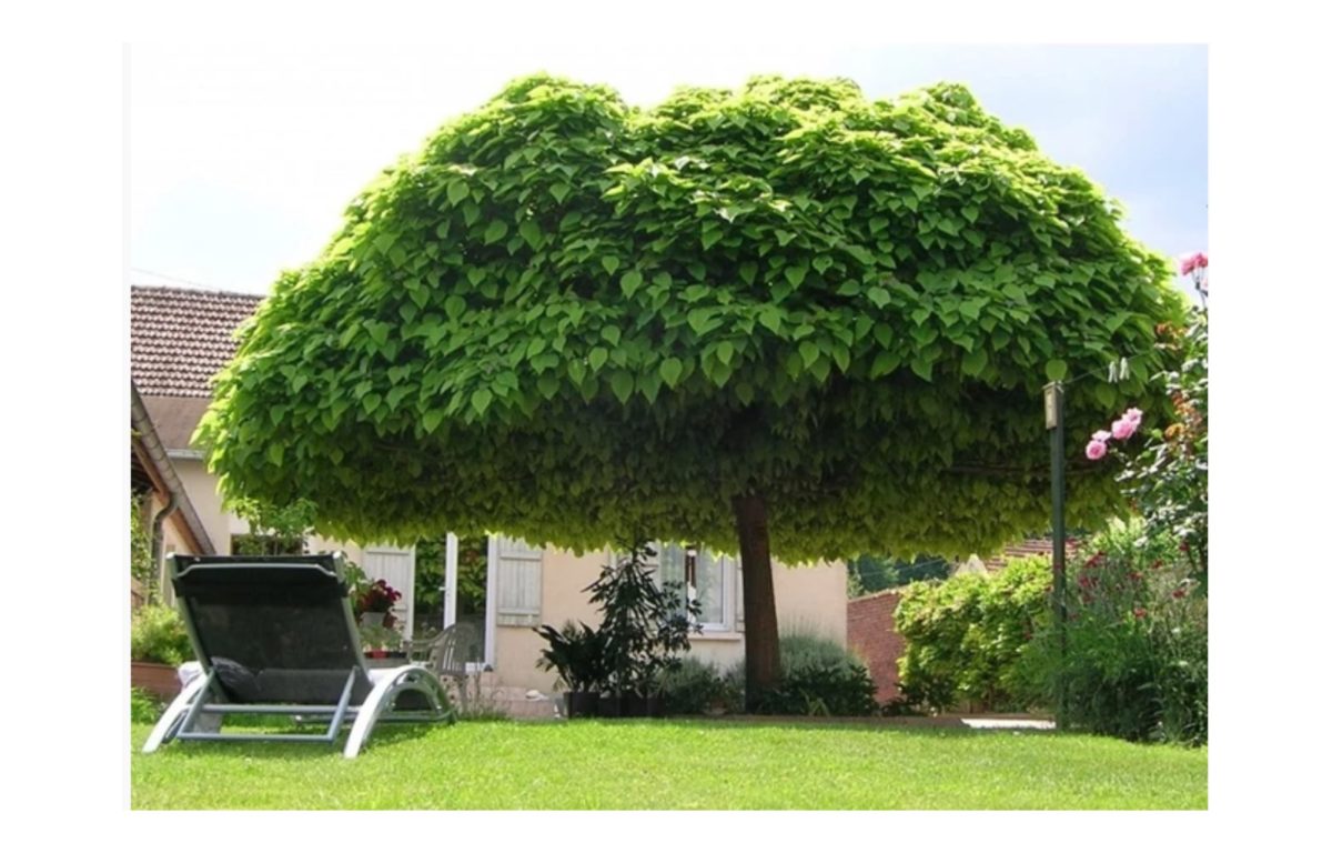 gömb szivarfa - Featured