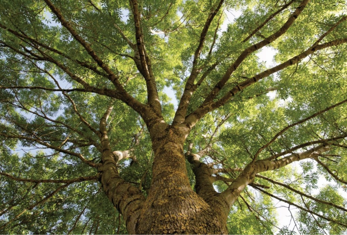 gömbkőris - Featured