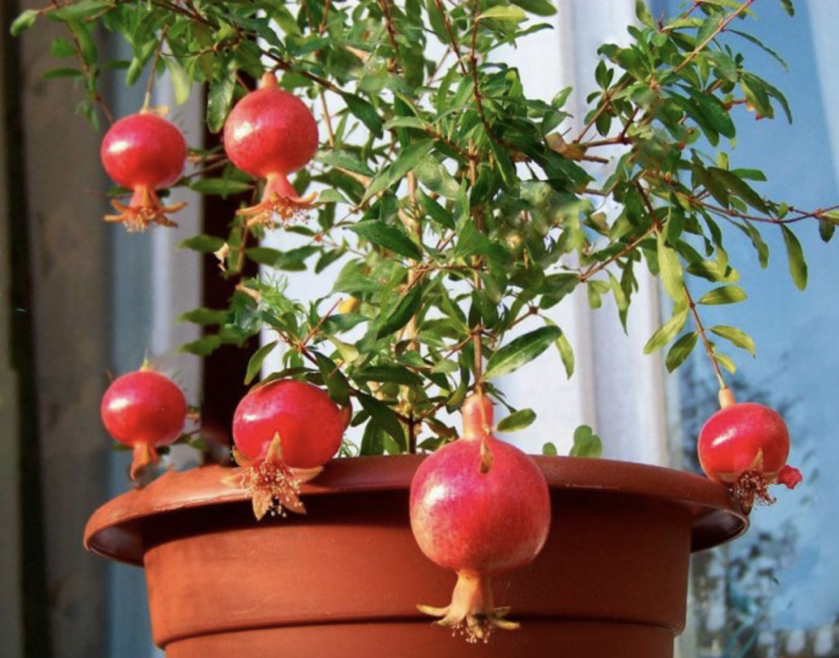 Gránátalma fa: Minden, amit tudnod érdemes a termesztéséről és gondozásáról