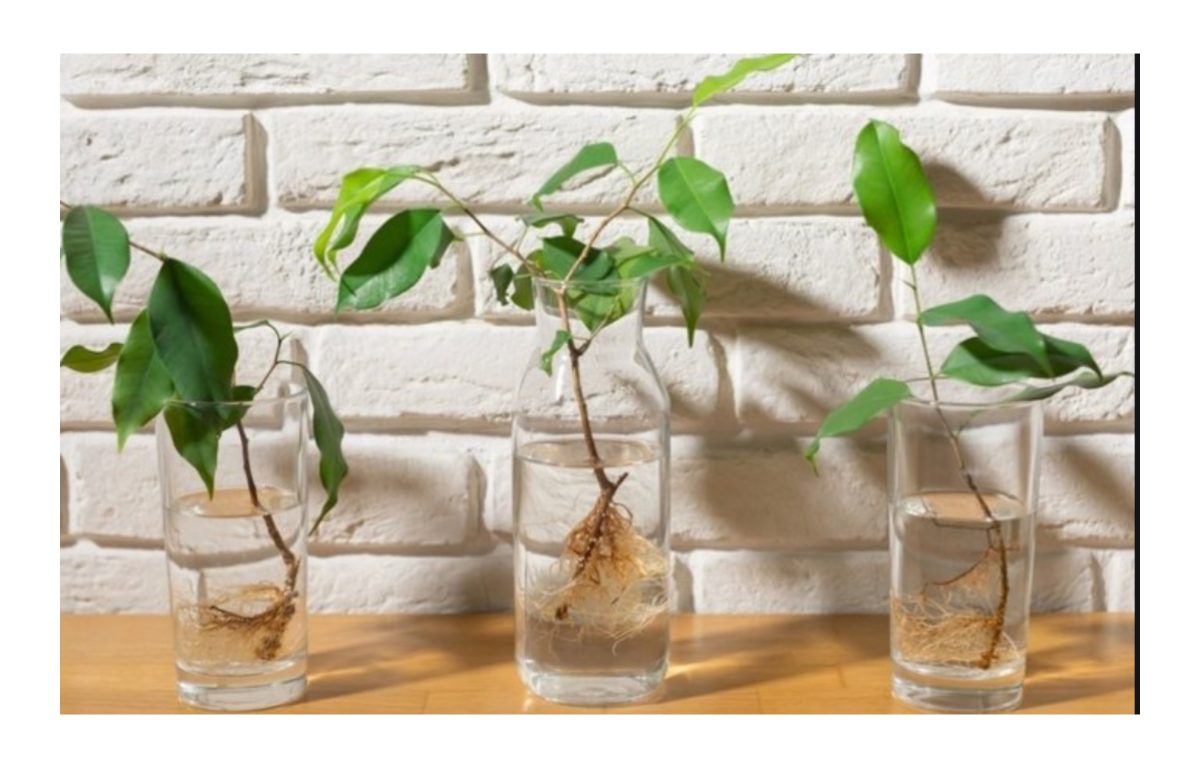 gyökereztető por - Featured