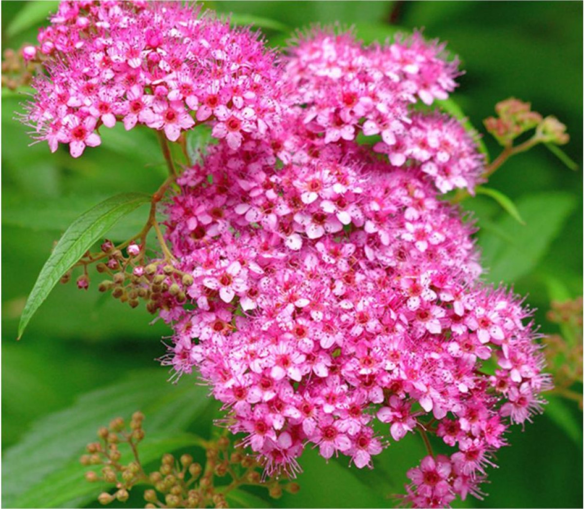 gyöngyvessző - Featured