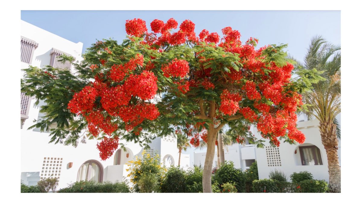 gyorsan növő örökzöld fák - Featured