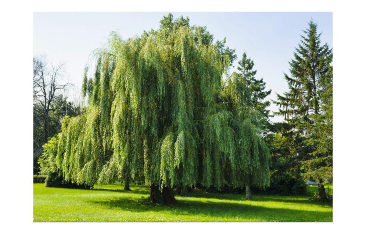 gyorsan növő örökzöld fák - Featured