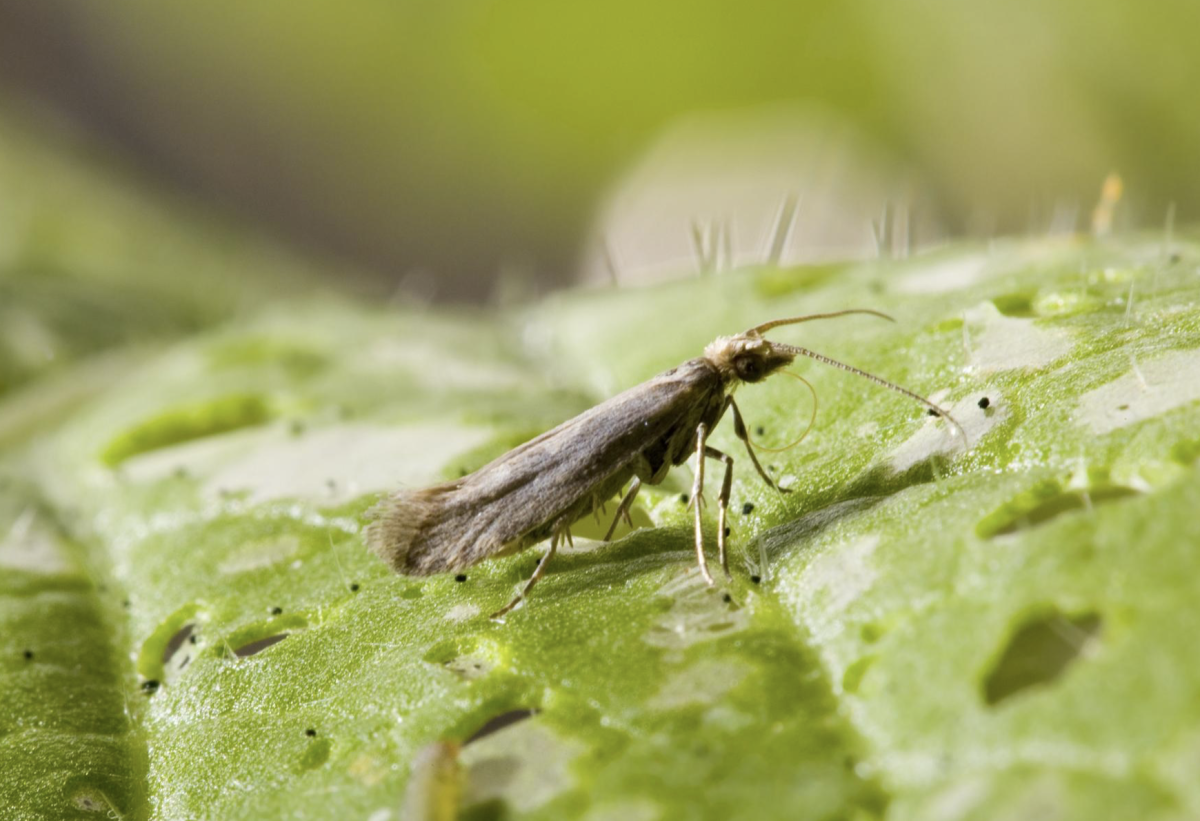 kajszi monilia elleni védekezés - Featured