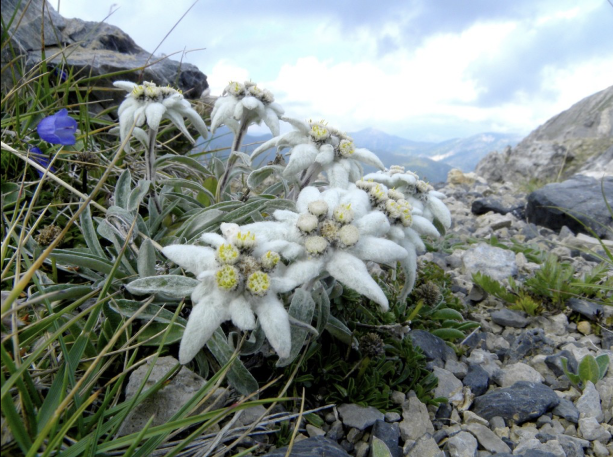 Havasi gyopár: A hegyek titkos kincse és a tavasz első hírnöke