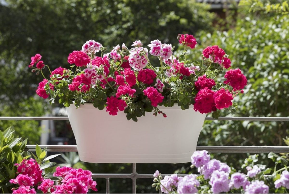 Hogyan Kezeld a balkon virágok-t: 5 Egyszerű Lépés 2 balkon virágok - Featured