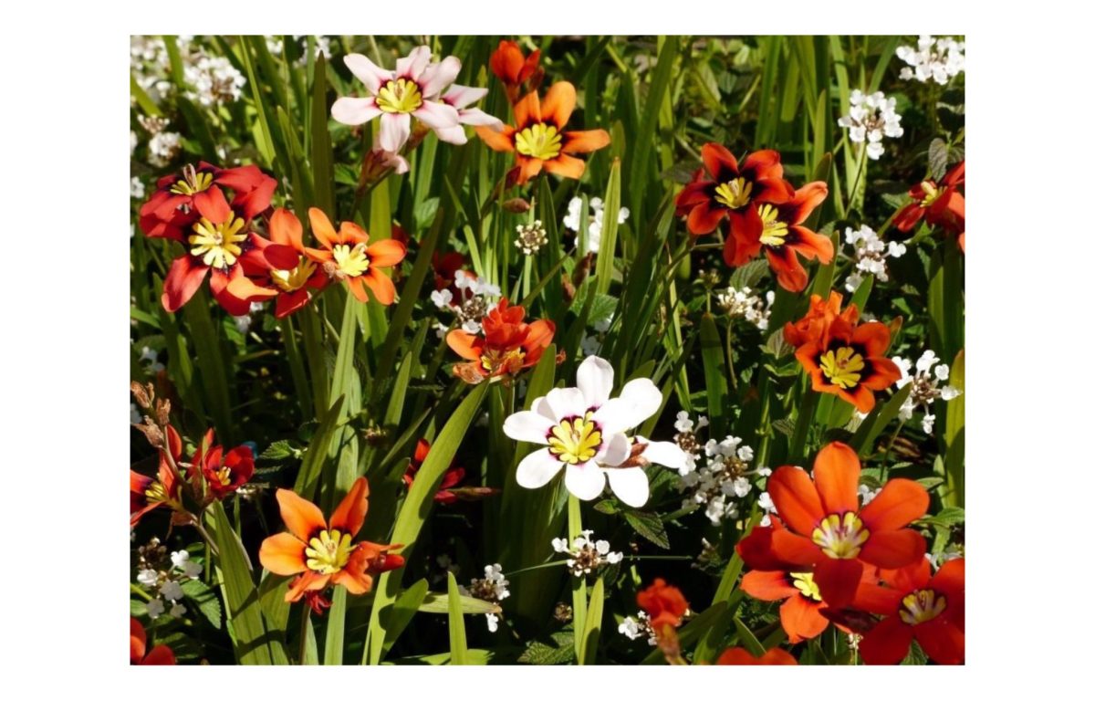 cigányvirág - Featured