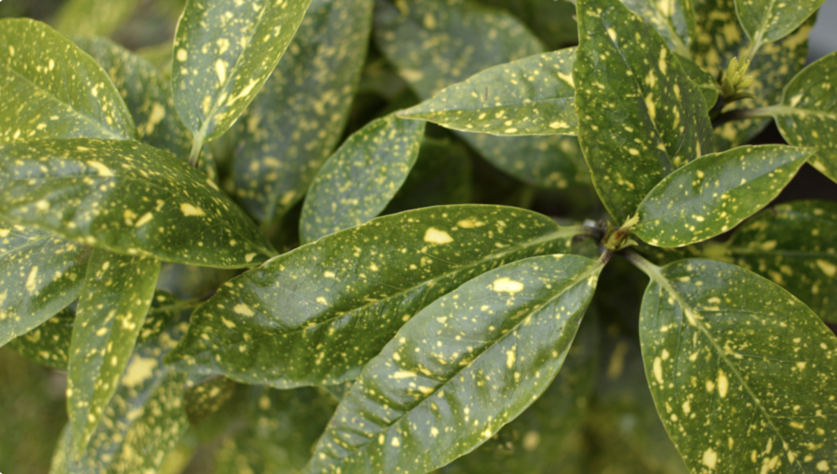 japán babérsom - Featured