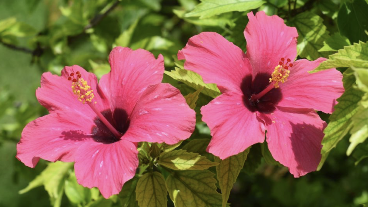 mályvacserje - Featured