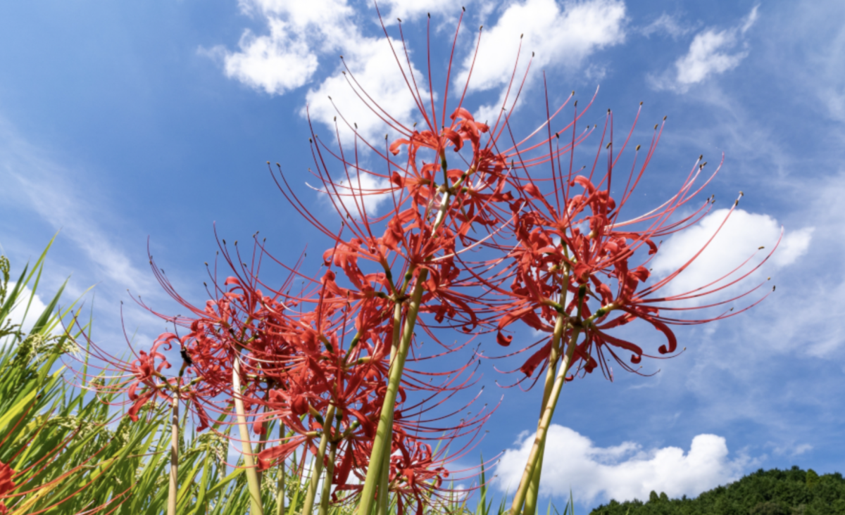 pókliliom - Featured