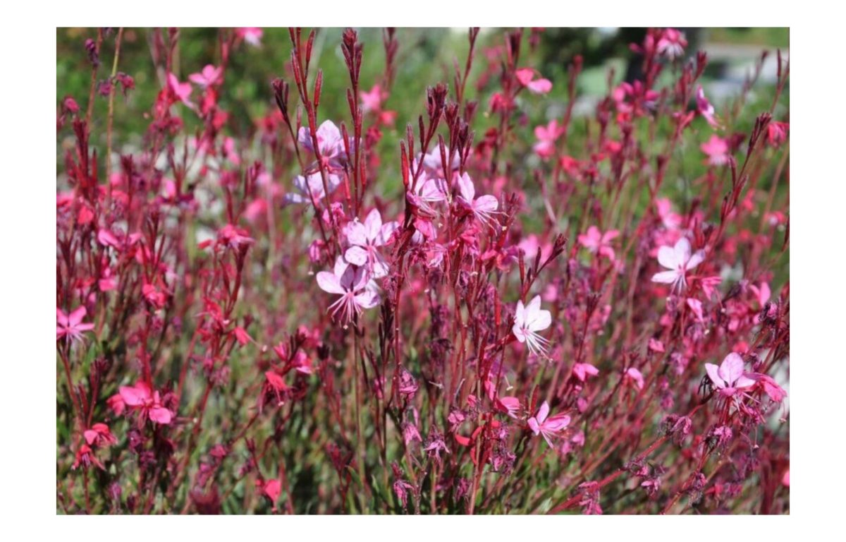 évelő díszgyertya - Featured