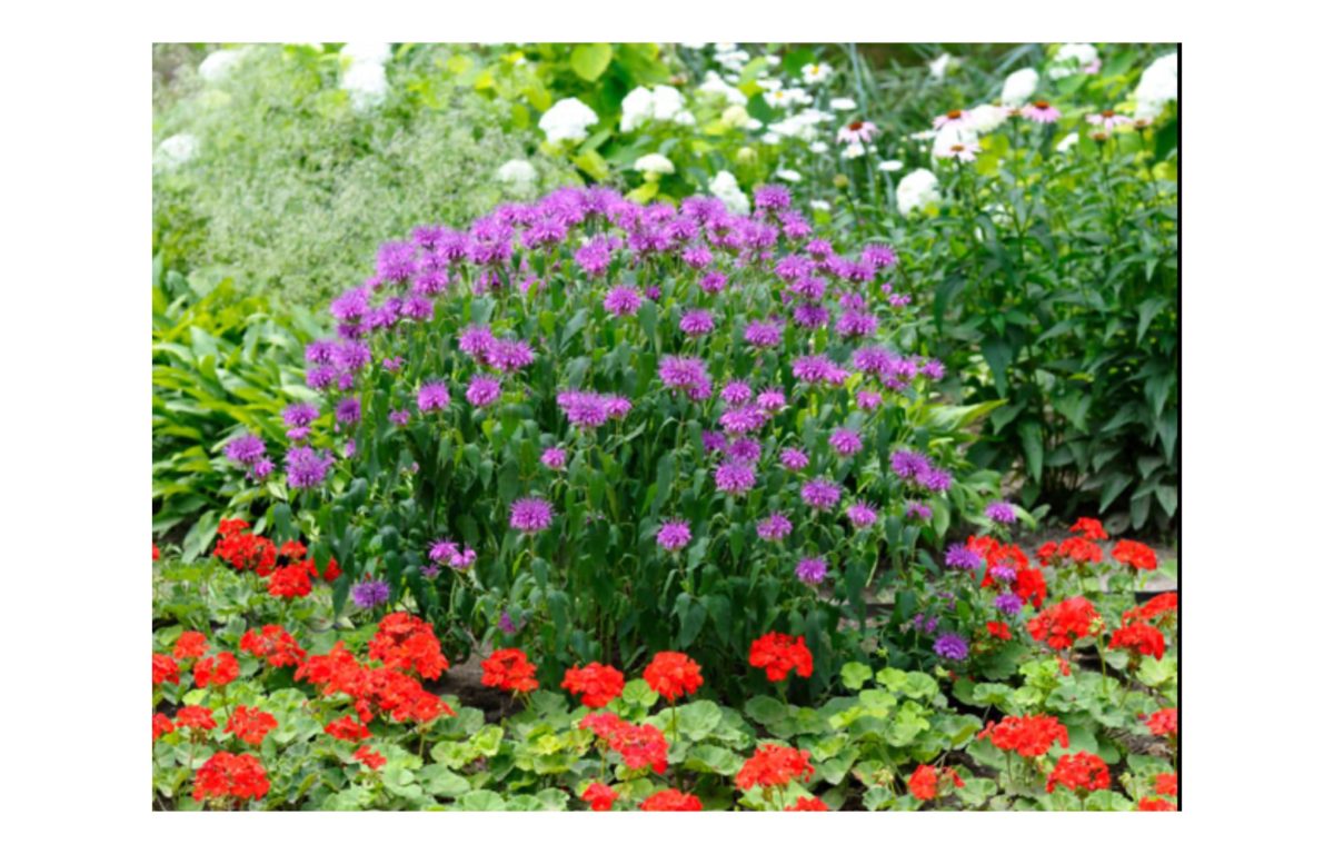 évelő kerti virágok képekkel - Featured