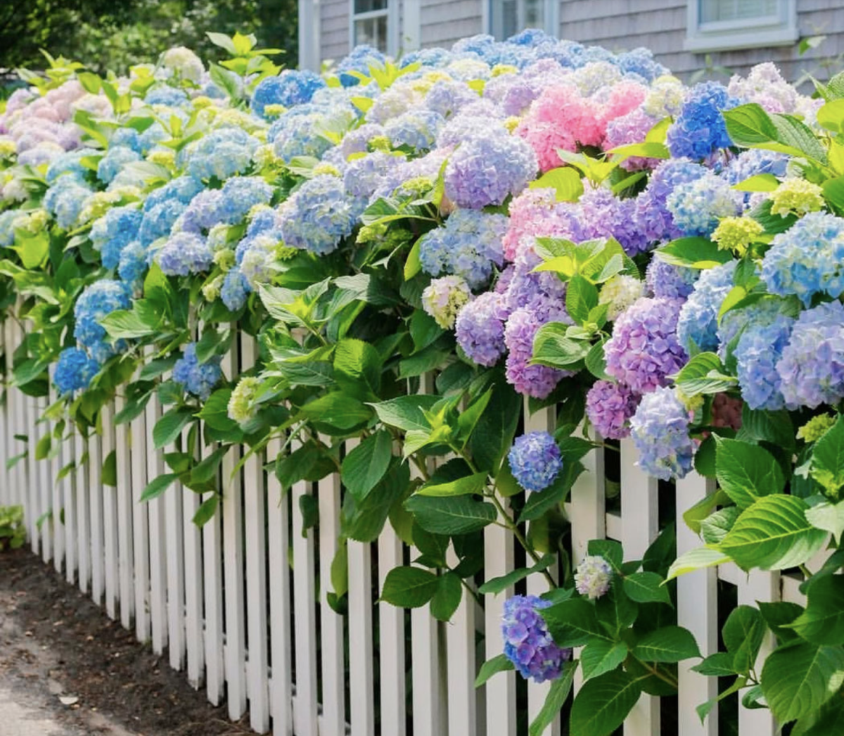 Hortenzia: A Kert Csodálatos Színpompája