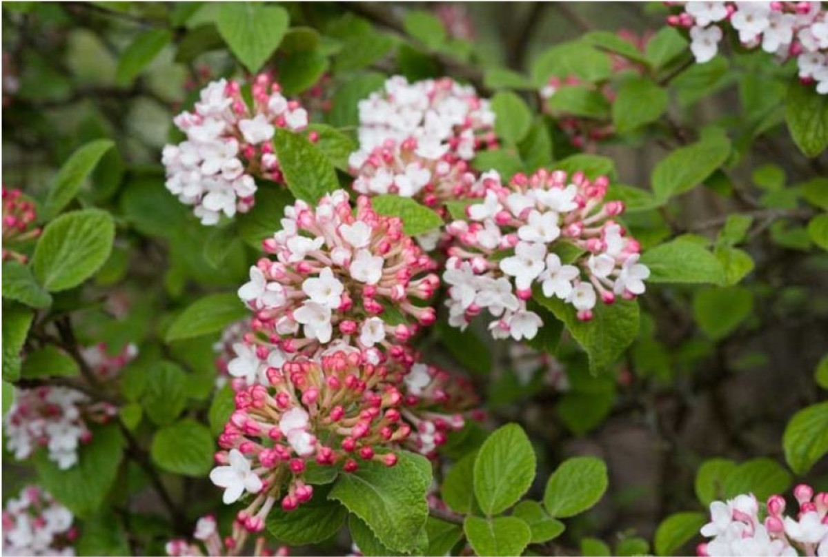 illatos bangita - Featured