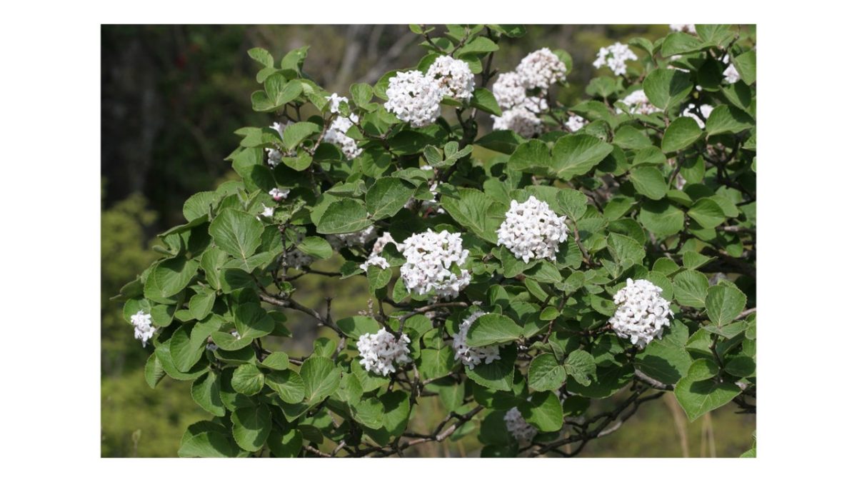 illatos bangita - Featured