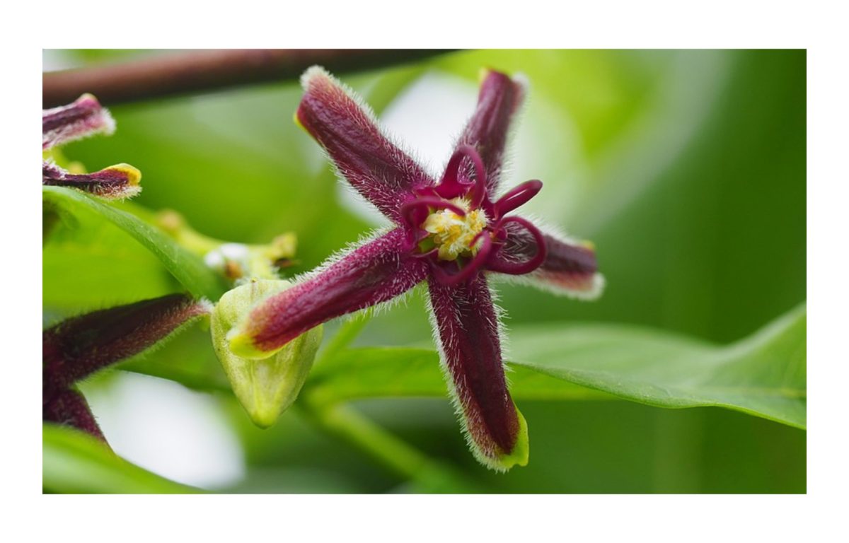 görögtekercs - Featured