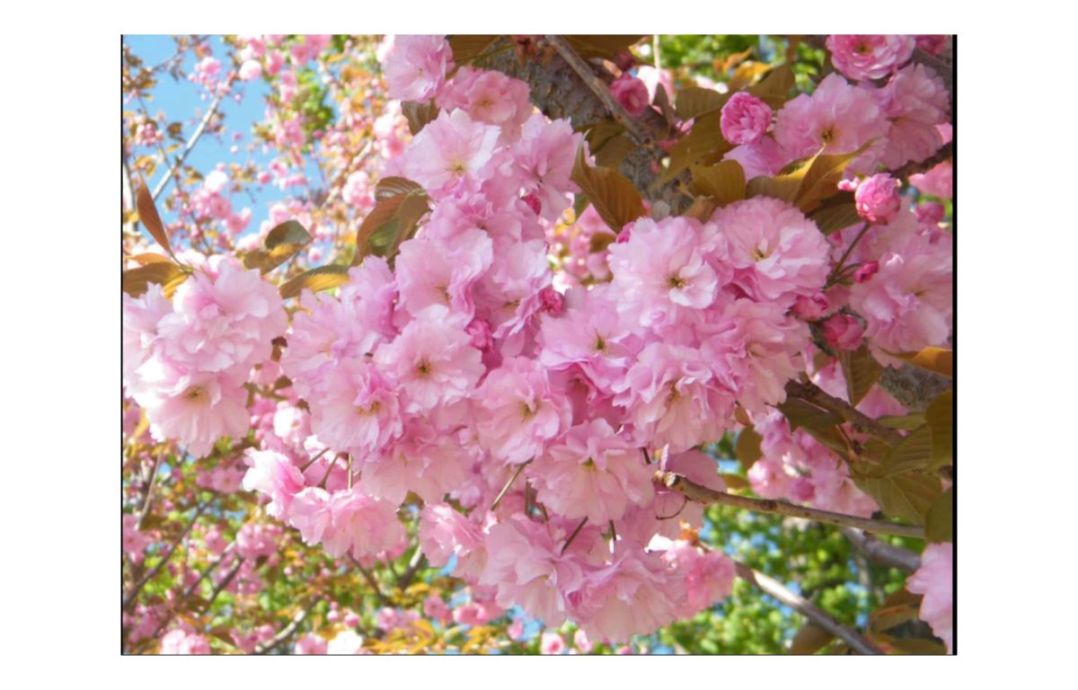 japán díszcseresznye ár - Featured