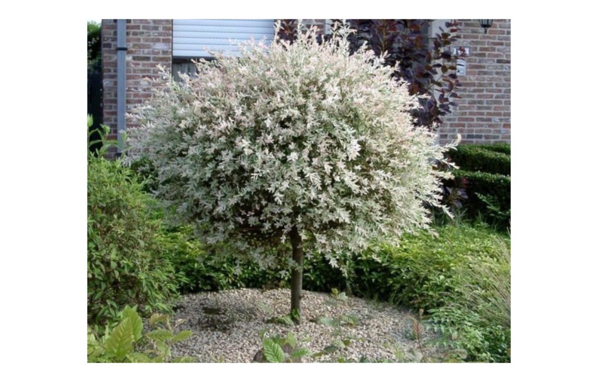 japan fuz - Featured