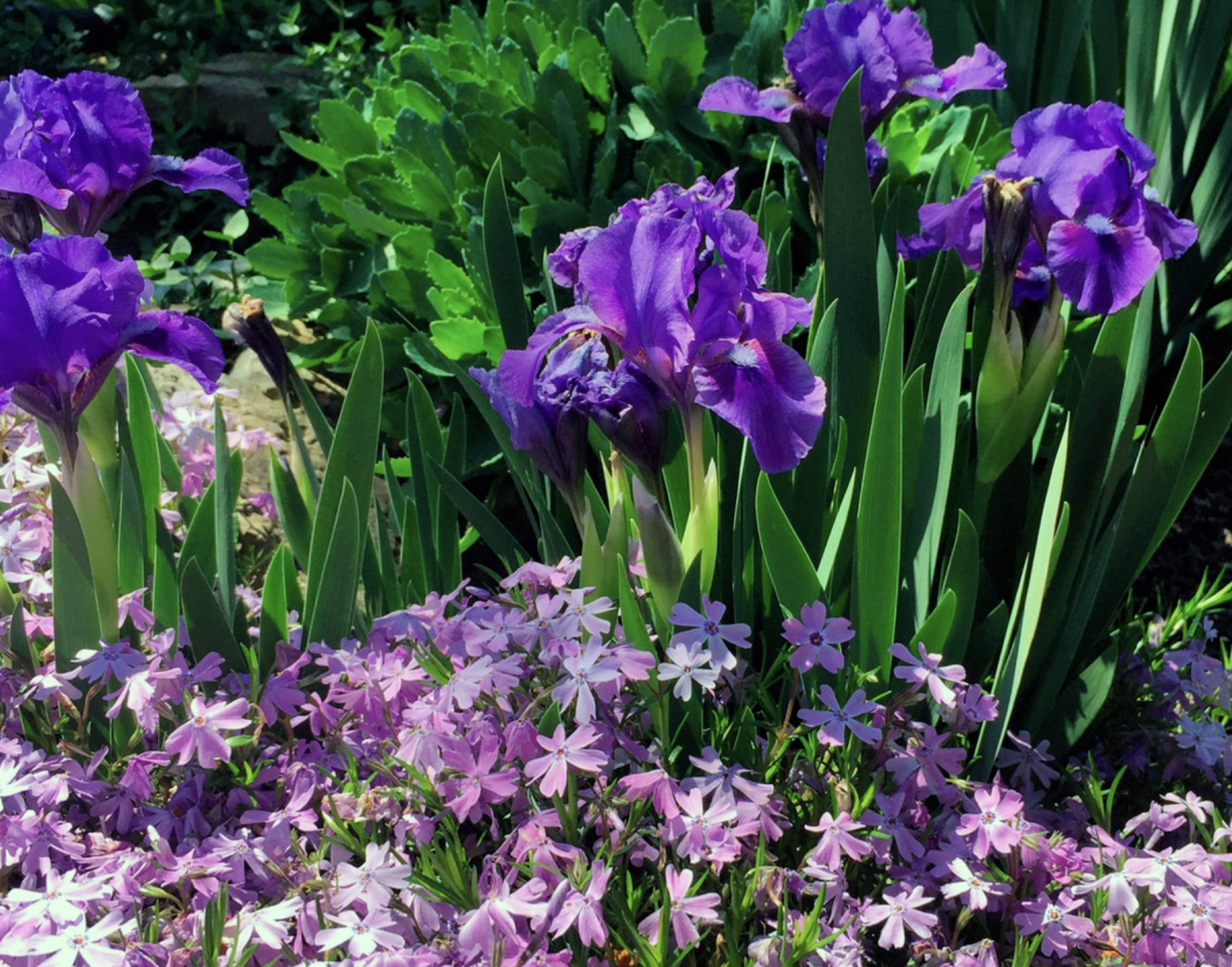 kardvirág ültetése - Featured