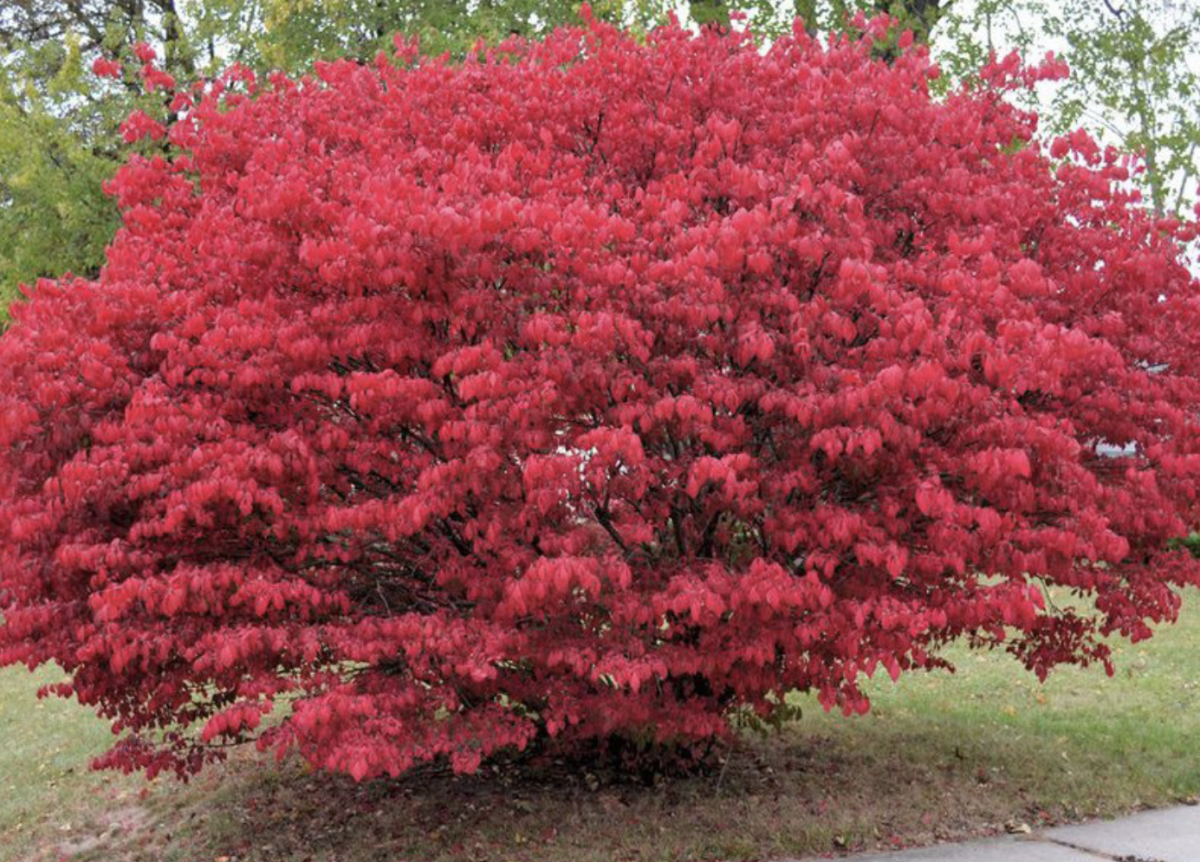 Kecskerágó: A sokoldalú és dekoratív cserje