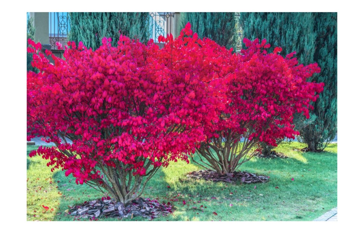 kecskerágó - Featured