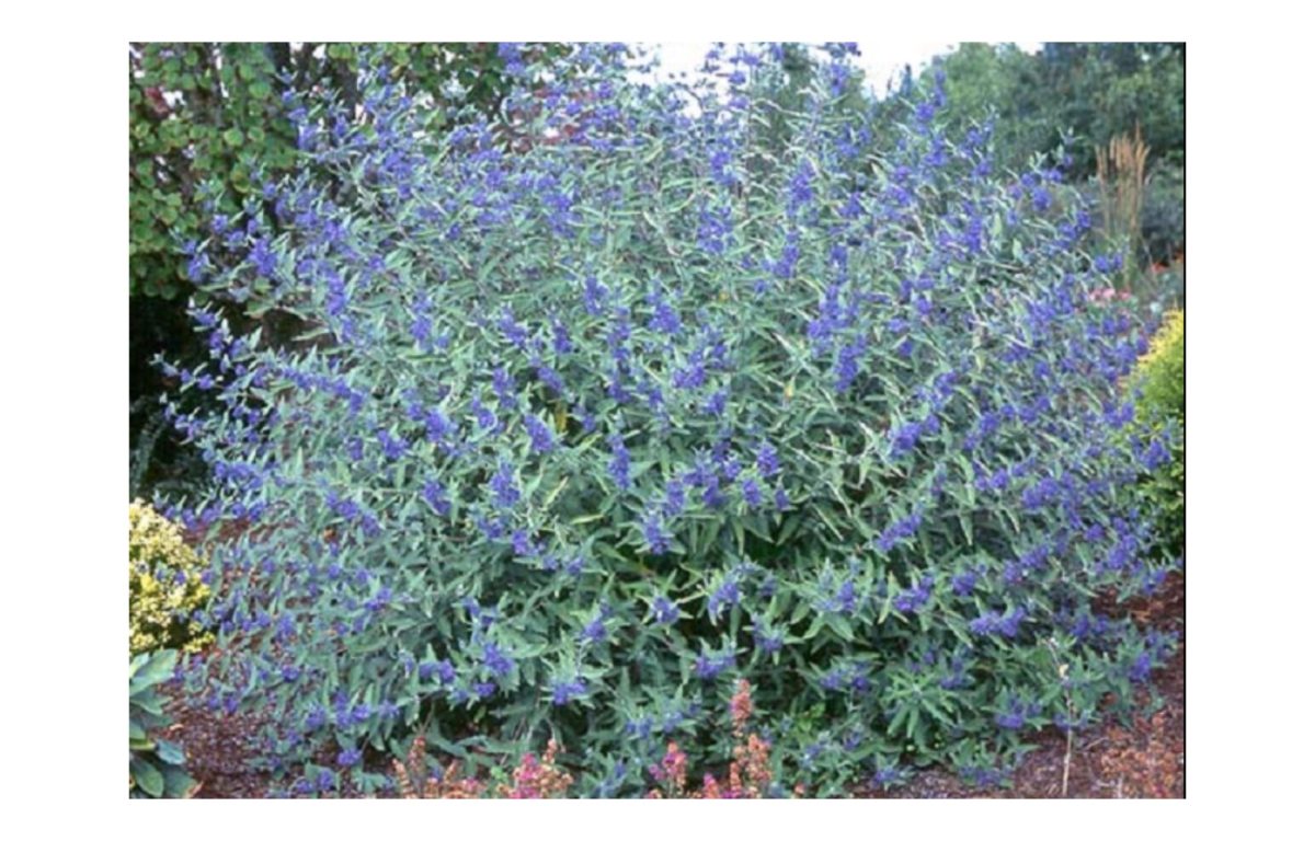 kékszakáll - Featured