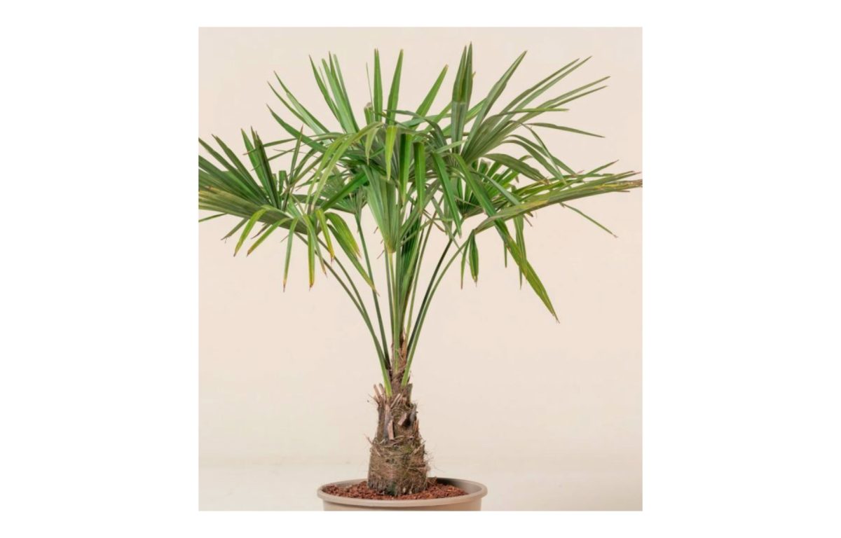 kínai kenderpálma - Featured