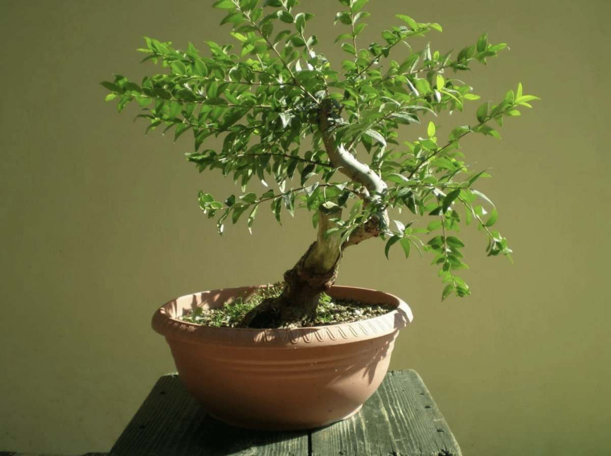 Kínai selyemmirtusz: Egyedi szépség és könnyű gondozás a kertedben