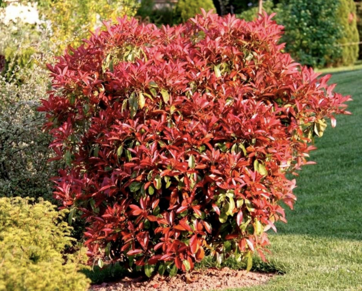 Korallberkenye Ültetése és Gondozása: A Tökéletes Dísznövény a Kertedbe