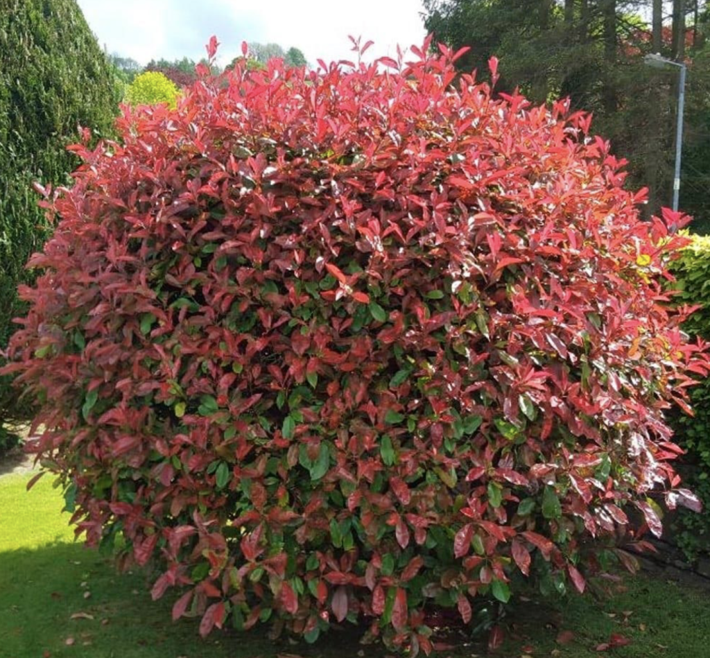 Korallberkenye Ültetése és Gondozása: A Tökéletes Dísznövény a Kertedbe