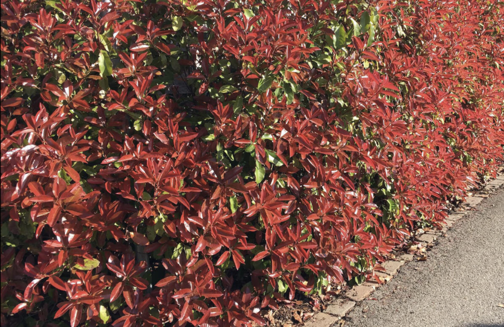 Korallberkenye Ültetése és Gondozása: A Tökéletes Dísznövény a Kertedbe