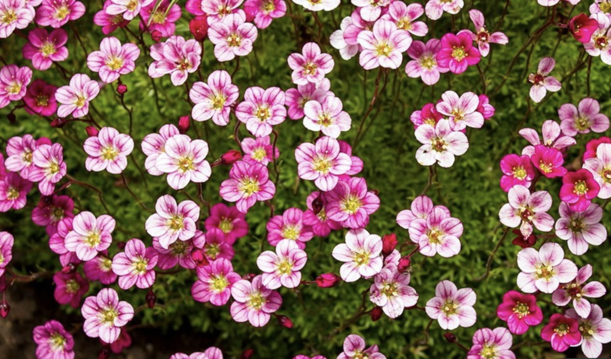 Kőtörőfű - Featured