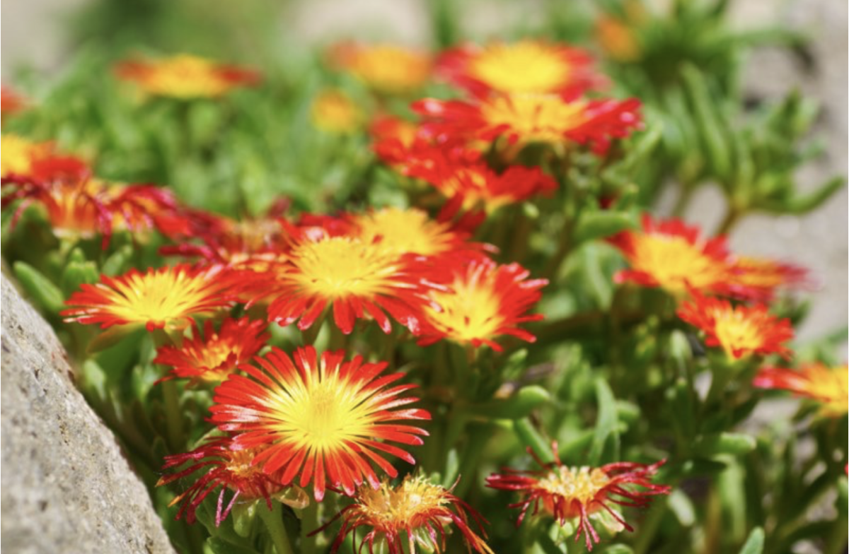 Kristályvirág: A csodálatos növény, amit érdemes megismerni