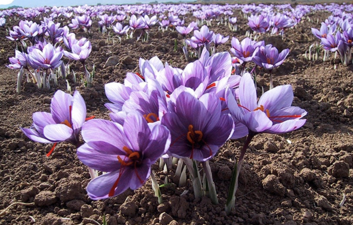 Krókusz: Az Első Tavaszi Virág, Amely Felébreszti A Kertet 2 Krókusz: Az Első Tavaszi Virág, Amely Felébreszti A Kertet