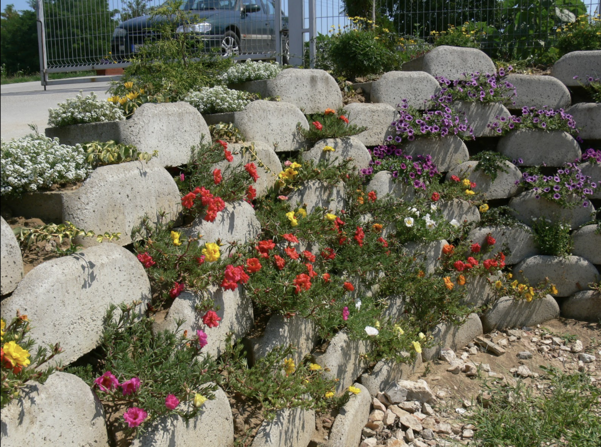 Kukacvirág: A kert varázslatos dísze és hasznos titkai