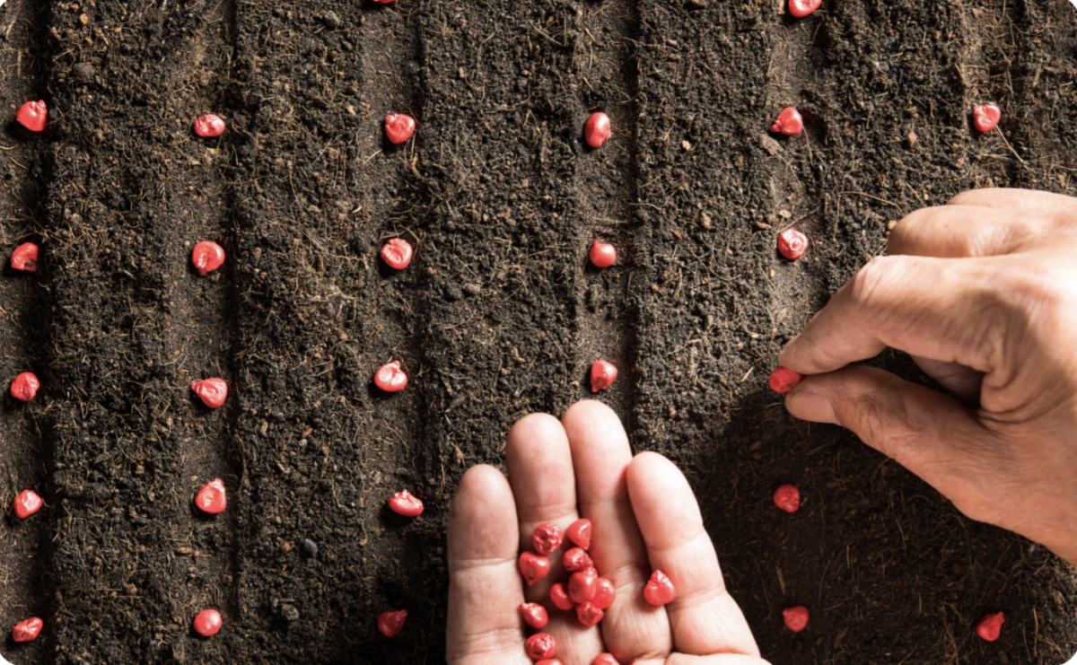 Kukorica vetési ideje: Mikor a legjobb elültetni a tökéletes termést?