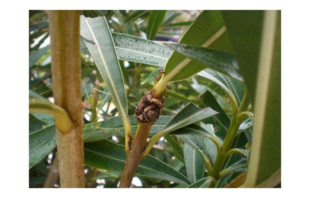 leander betegségek - Featured