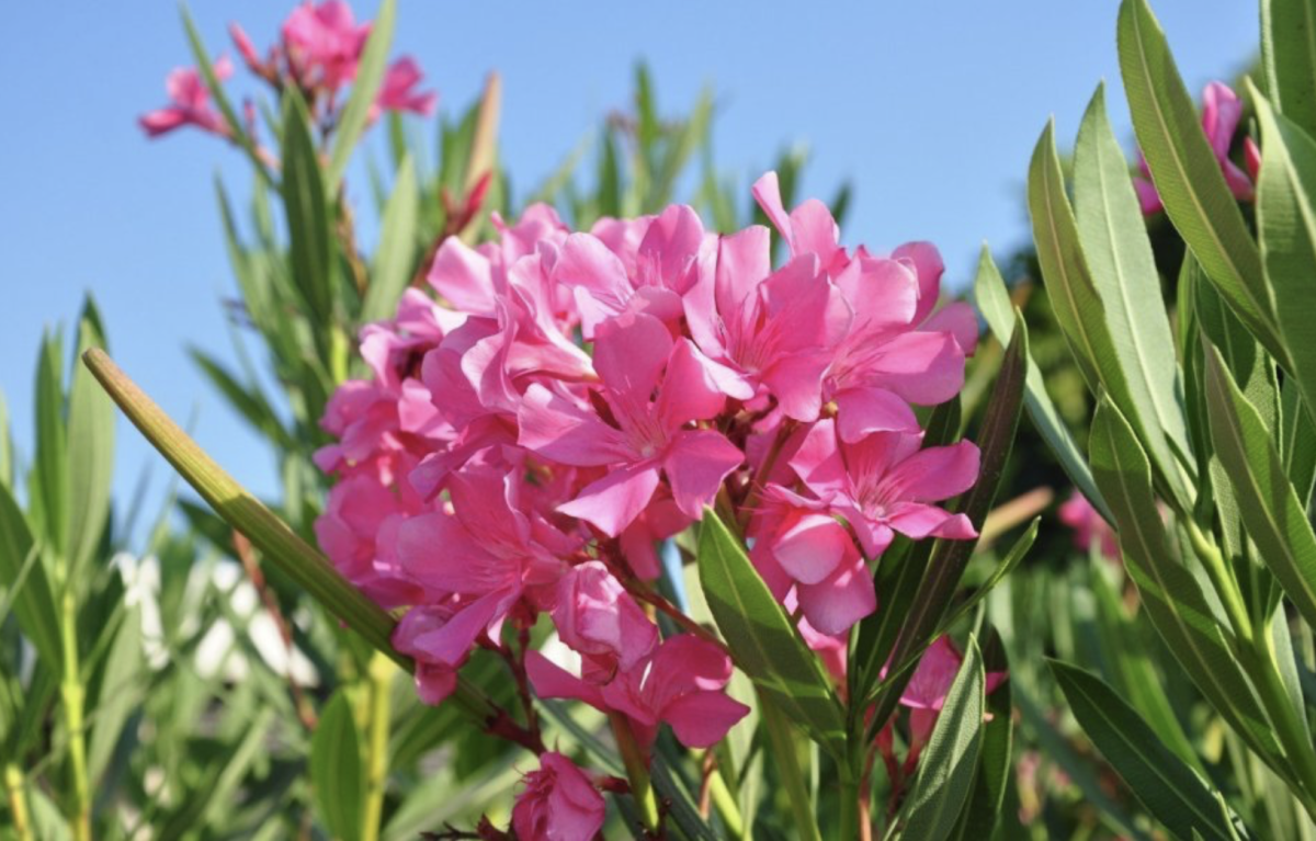 leander szaporítása - Featured