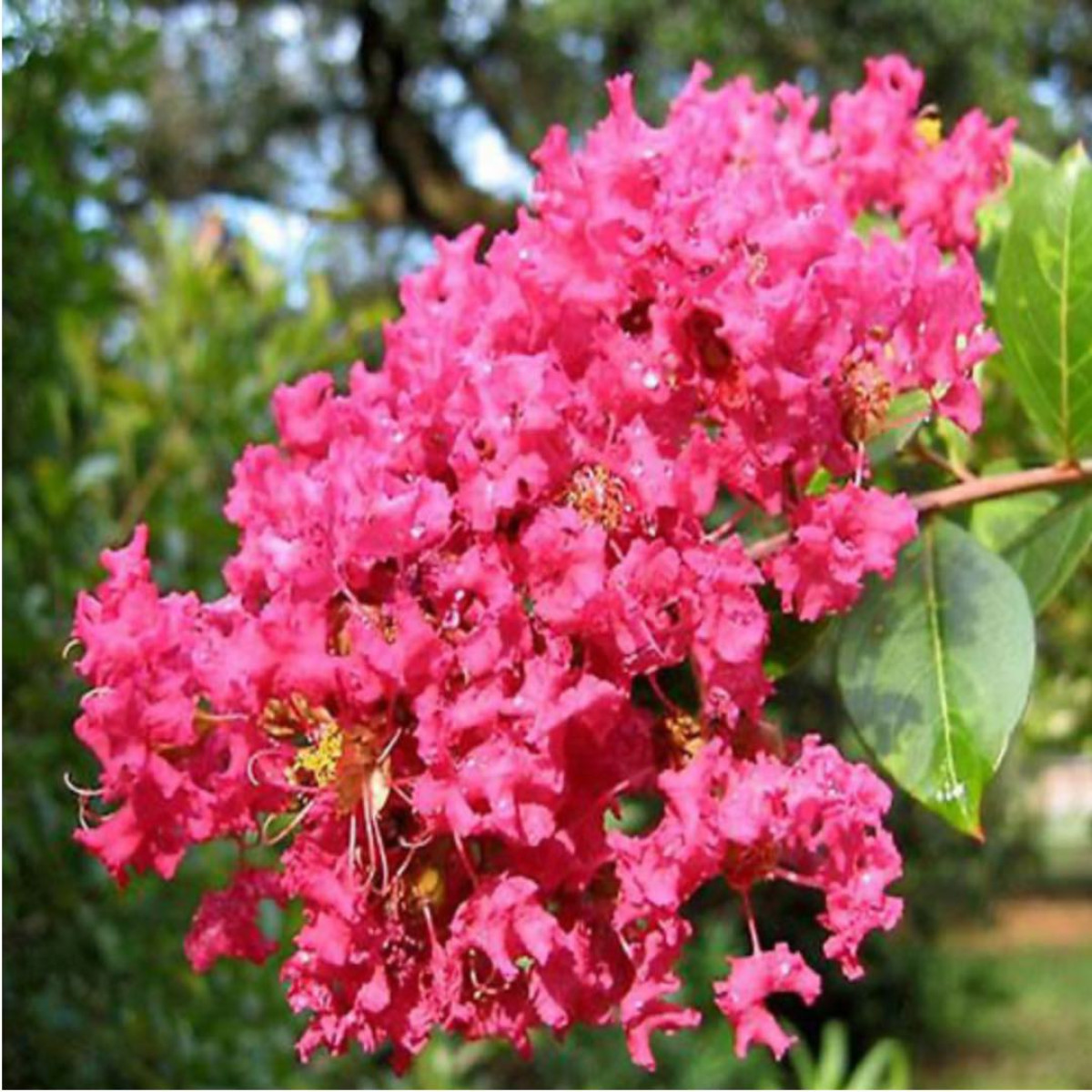 kínai selyemmirtusz - Featured