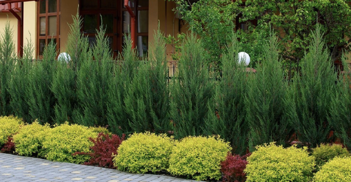 Leylandi ciprus: A tökéletes örökzöld sövény a kertedbe