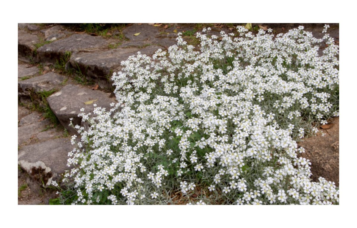 madárhúr - Featured